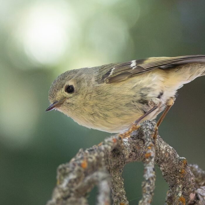 A ruby-crowned kinglet perched on a lichen-covered branch
