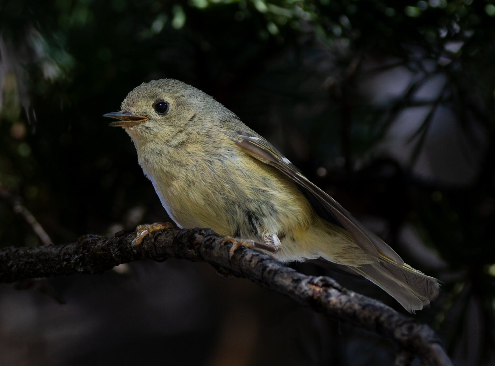 A ruby-crowned kinglet perched on a dark branch