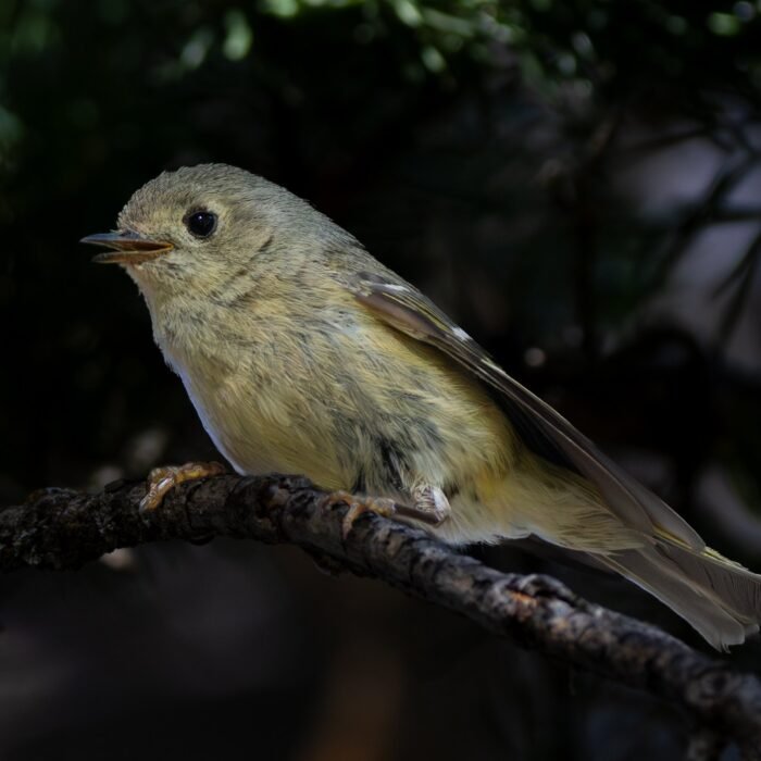 A ruby-crowned kinglet perched on a dark branch