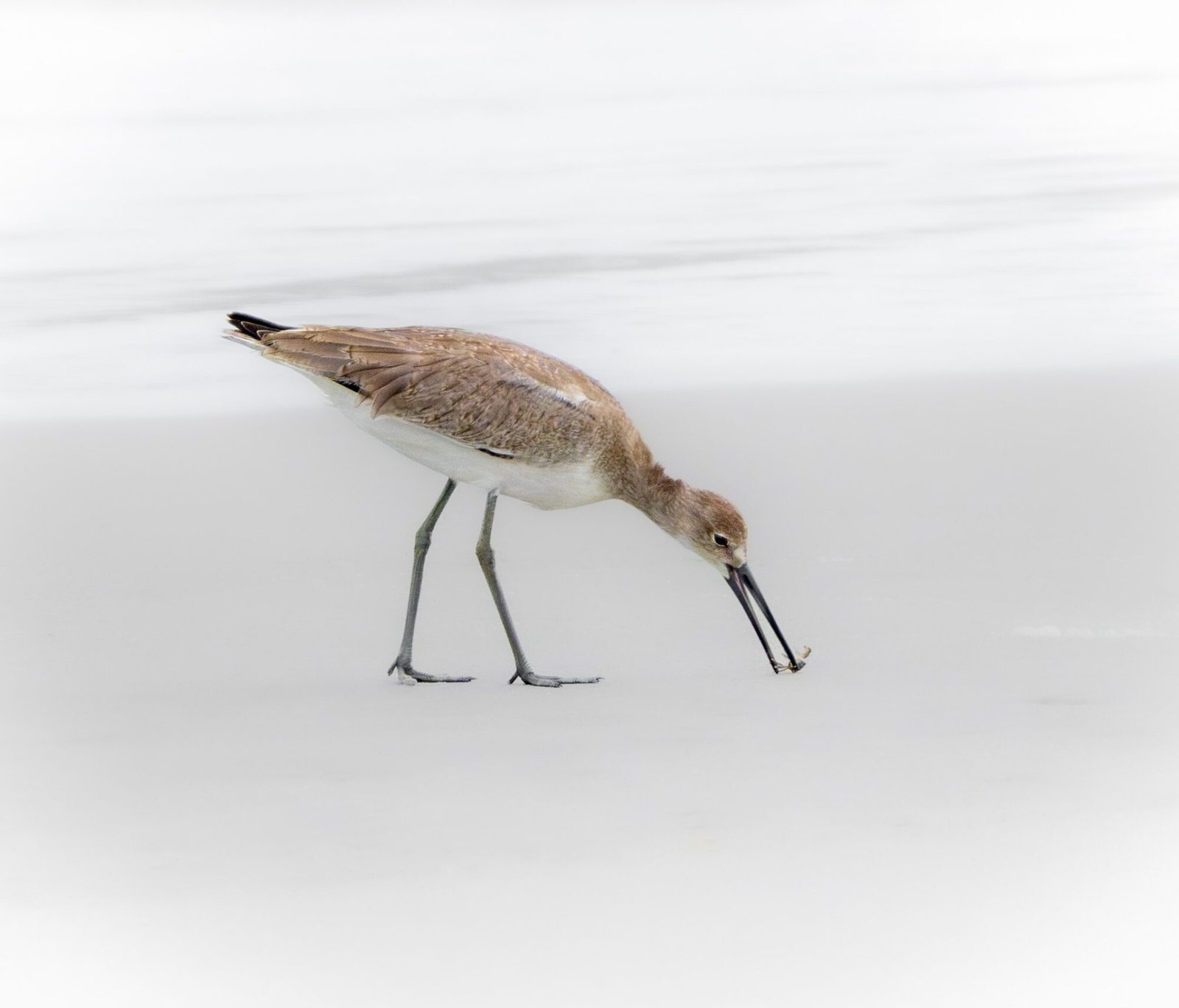 A willet probing the wet sand with its long bill