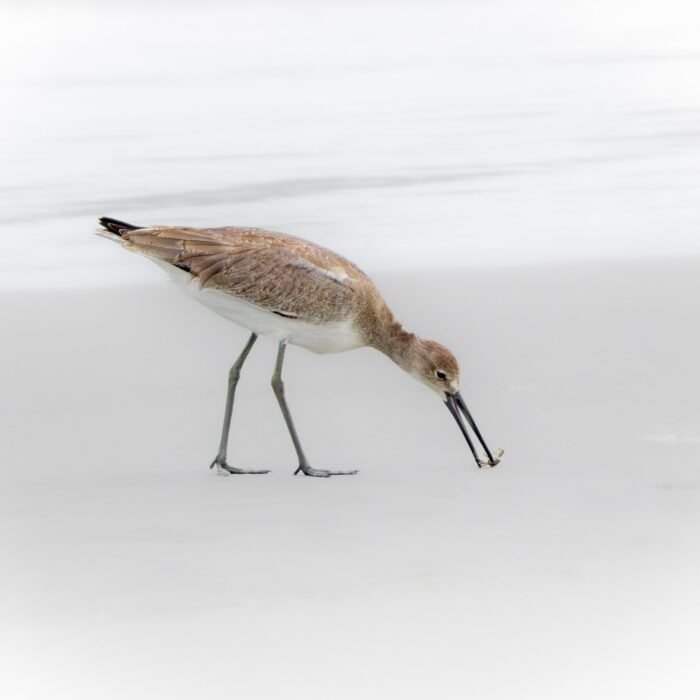 A willet probing the wet sand with its long bill