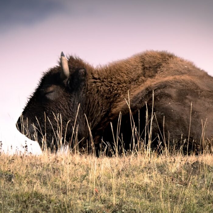 An American bison lying down and resting in dry grass