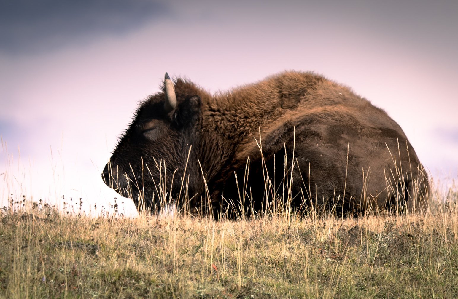 An American bison lying down and resting in dry grass