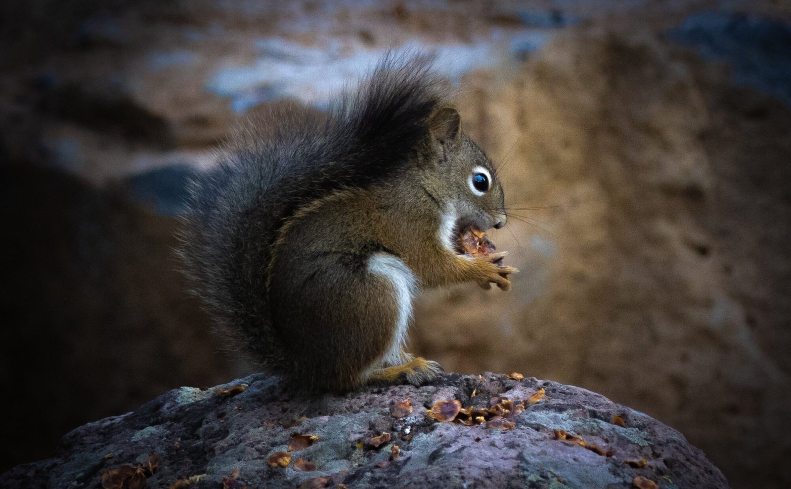 A red squirrel eating while sitting on a rock