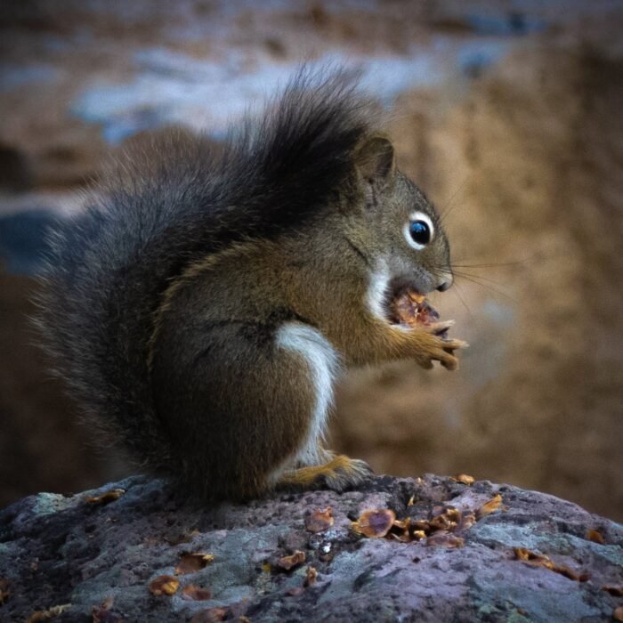 A red squirrel eating while sitting on a rock
