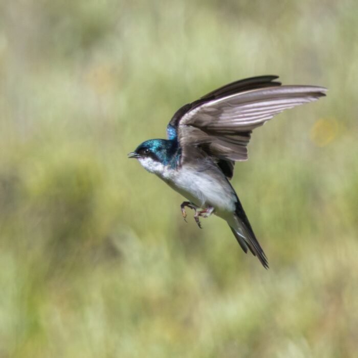 A tree swallow flying with its wings raised over green grass