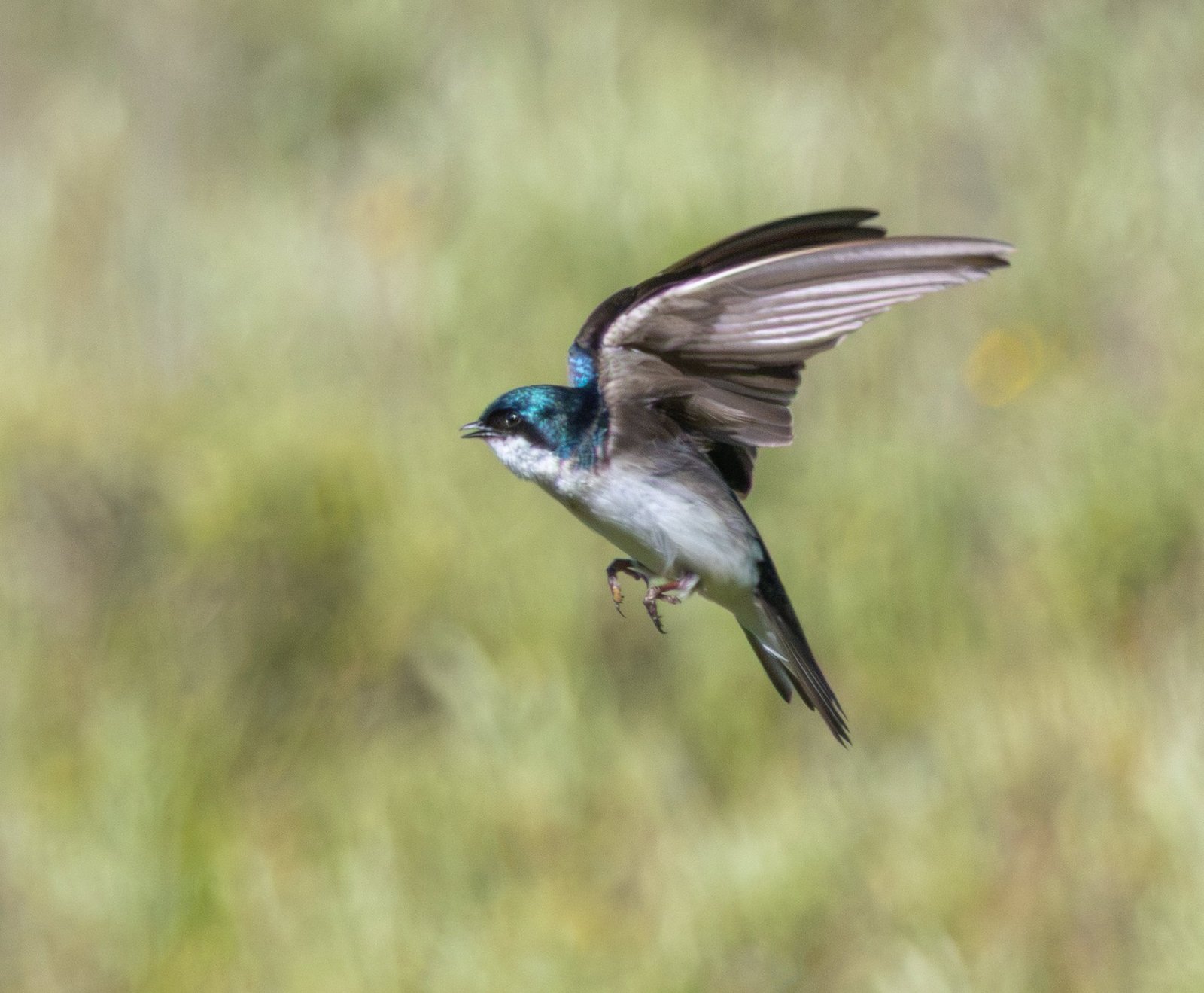 A tree swallow flying with its wings raised over green grass