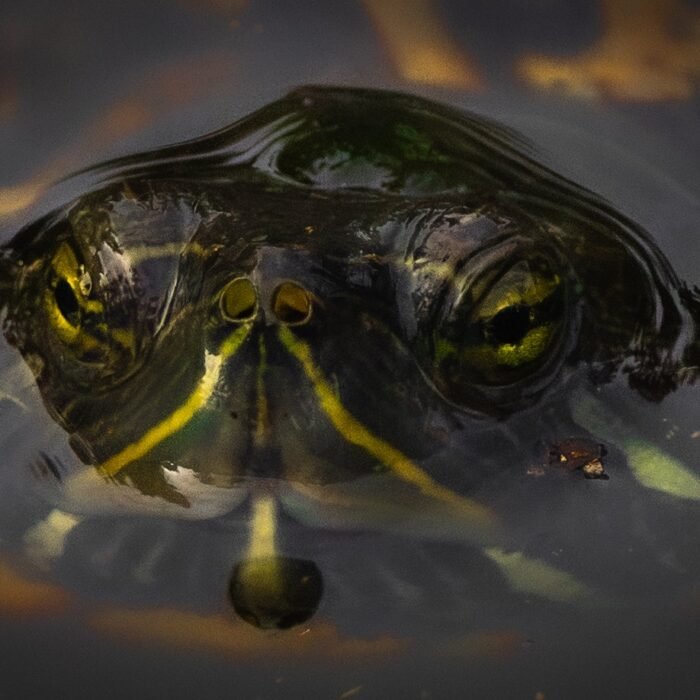 A yellow-bellied slider turtle with its head above the water