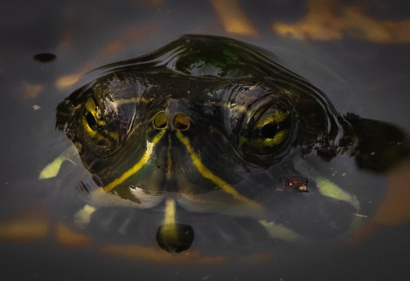 A yellow-bellied slider turtle with its head above the water