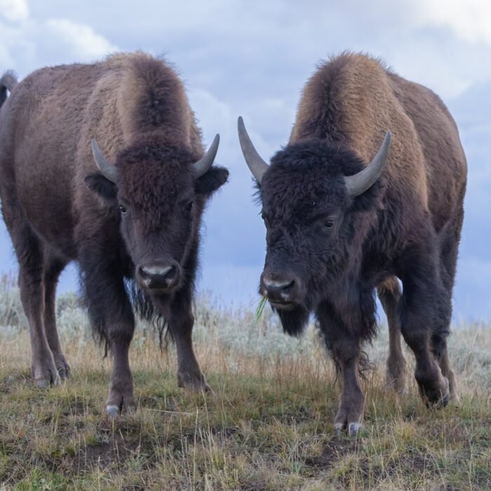 Two American bison standing side by side in sagebrush under a cloudy sky