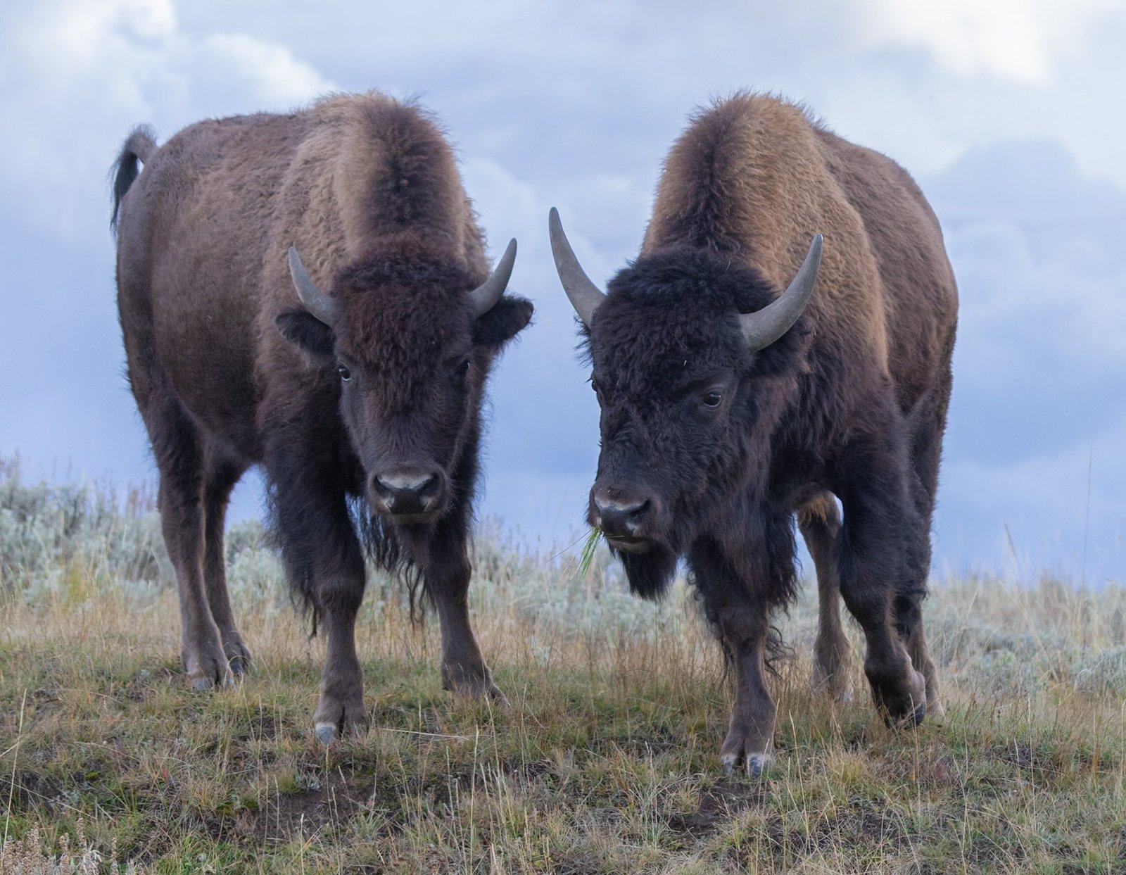 Two American bison standing side by side in sagebrush under a cloudy sky