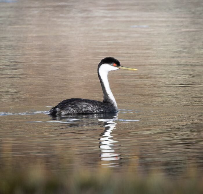 A western grebe swimming on calm water