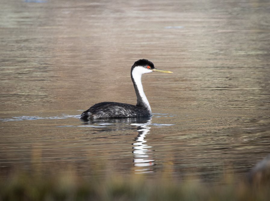 A western grebe swimming on calm water