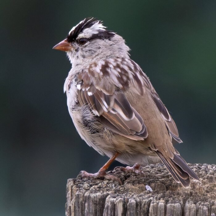 A white-crowned sparrow perched on a weathered fence post