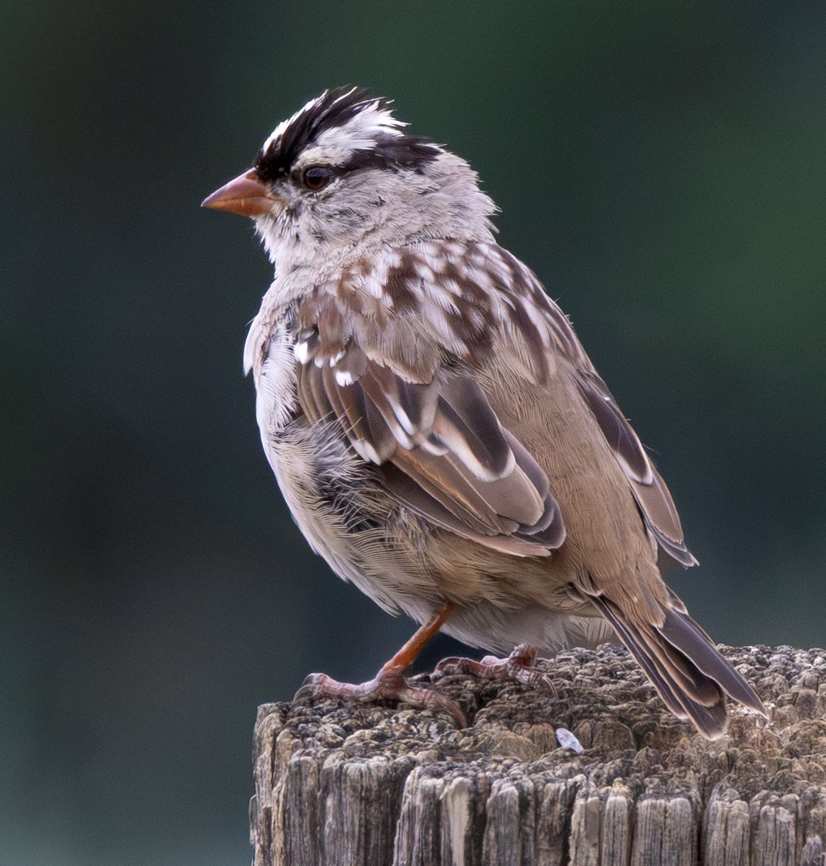 A white-crowned sparrow perched on a weathered fence post