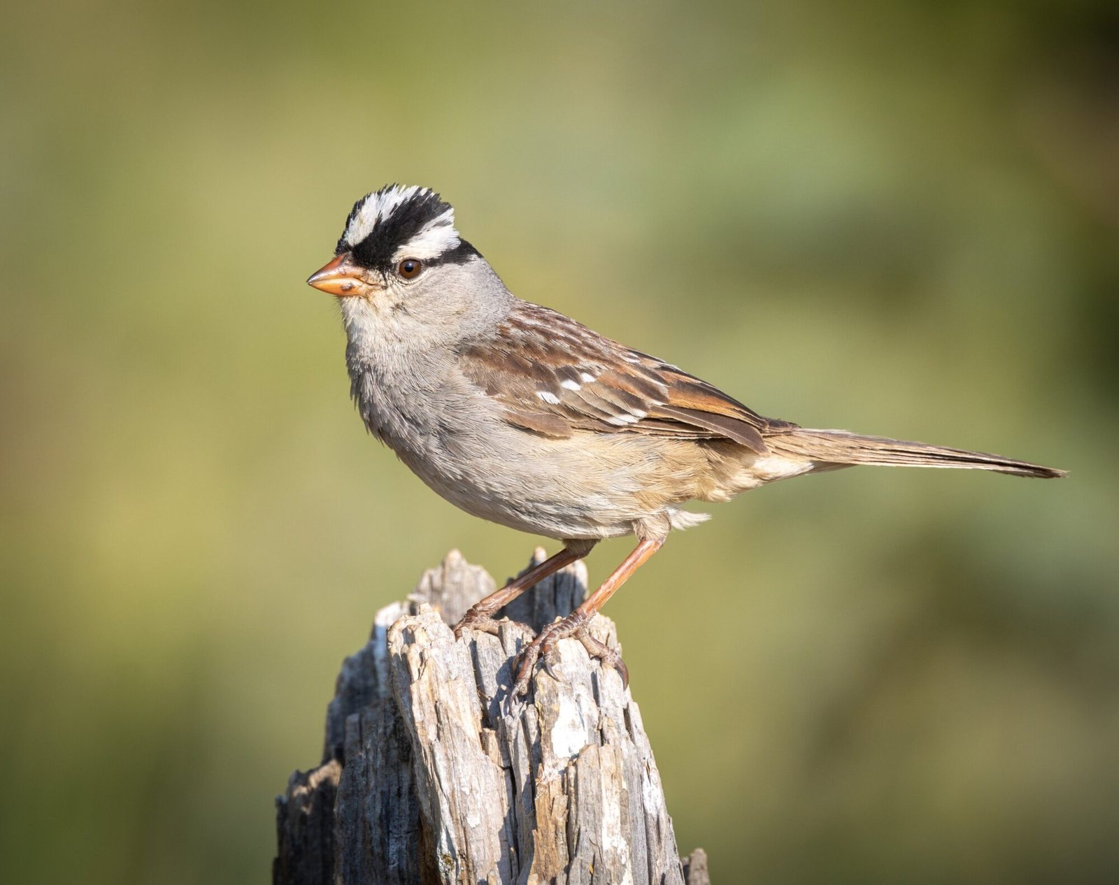 A white-crowned sparrow perched on a weathered post