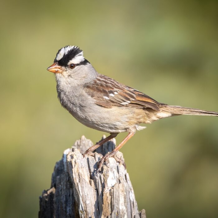 A white-crowned sparrow perched on a weathered post