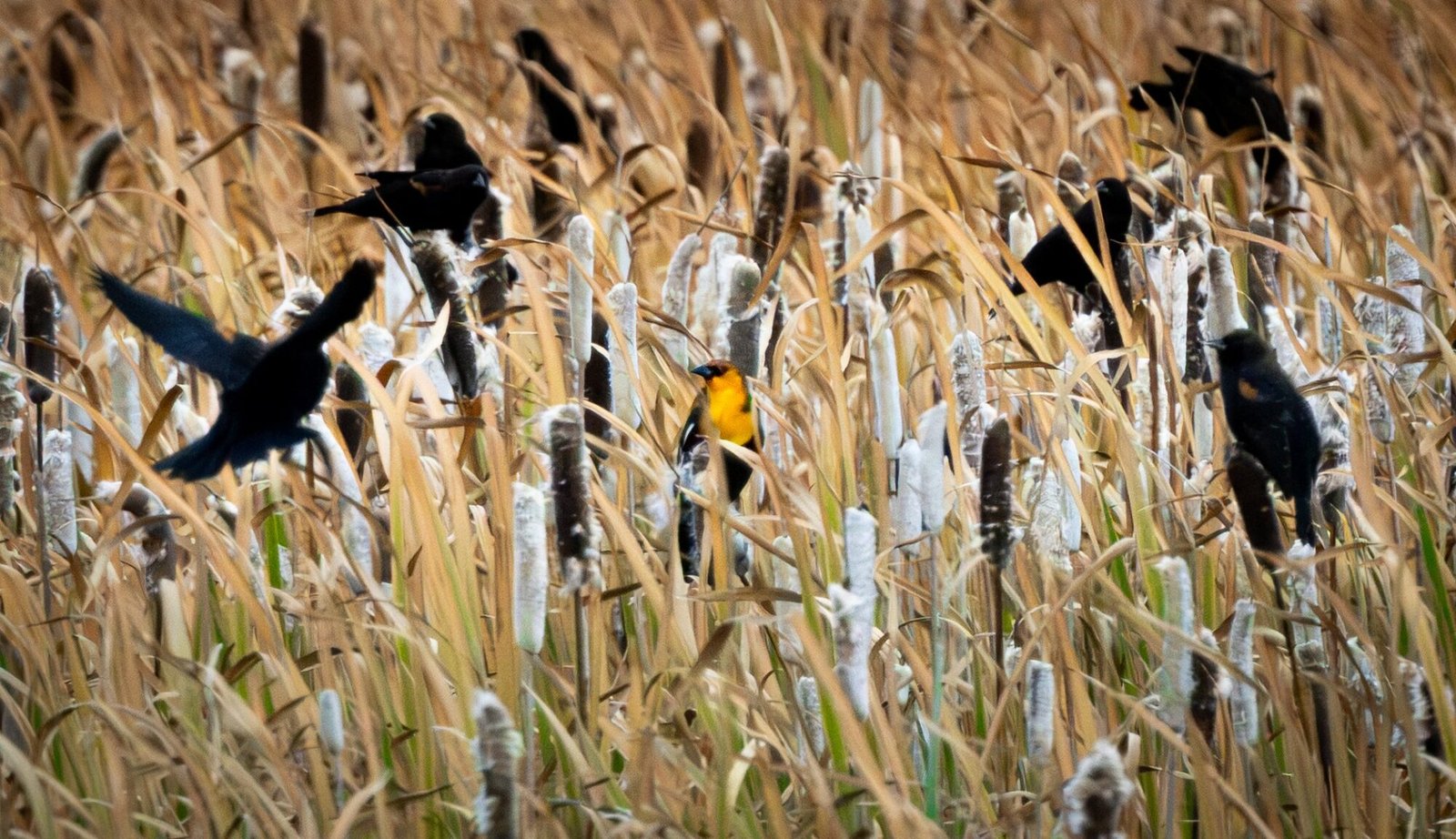 Yellow-headed blackbirds perched and flying among cattails