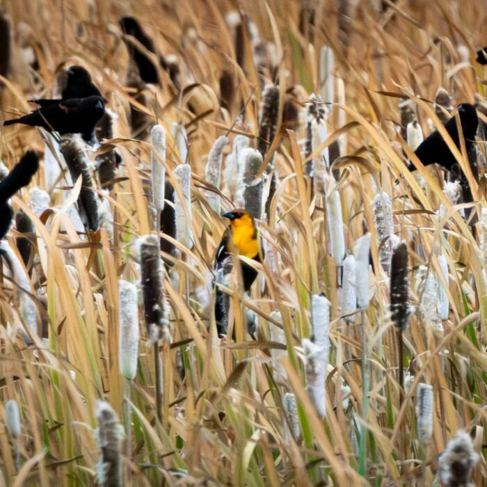 Yellow-headed blackbirds perched and flying among cattails