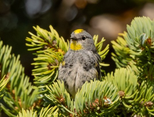 A yellow-rumped warbler perched among pine needles