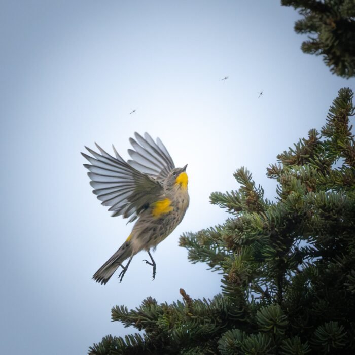 A yellow-rumped warbler flying beside a spruce tree