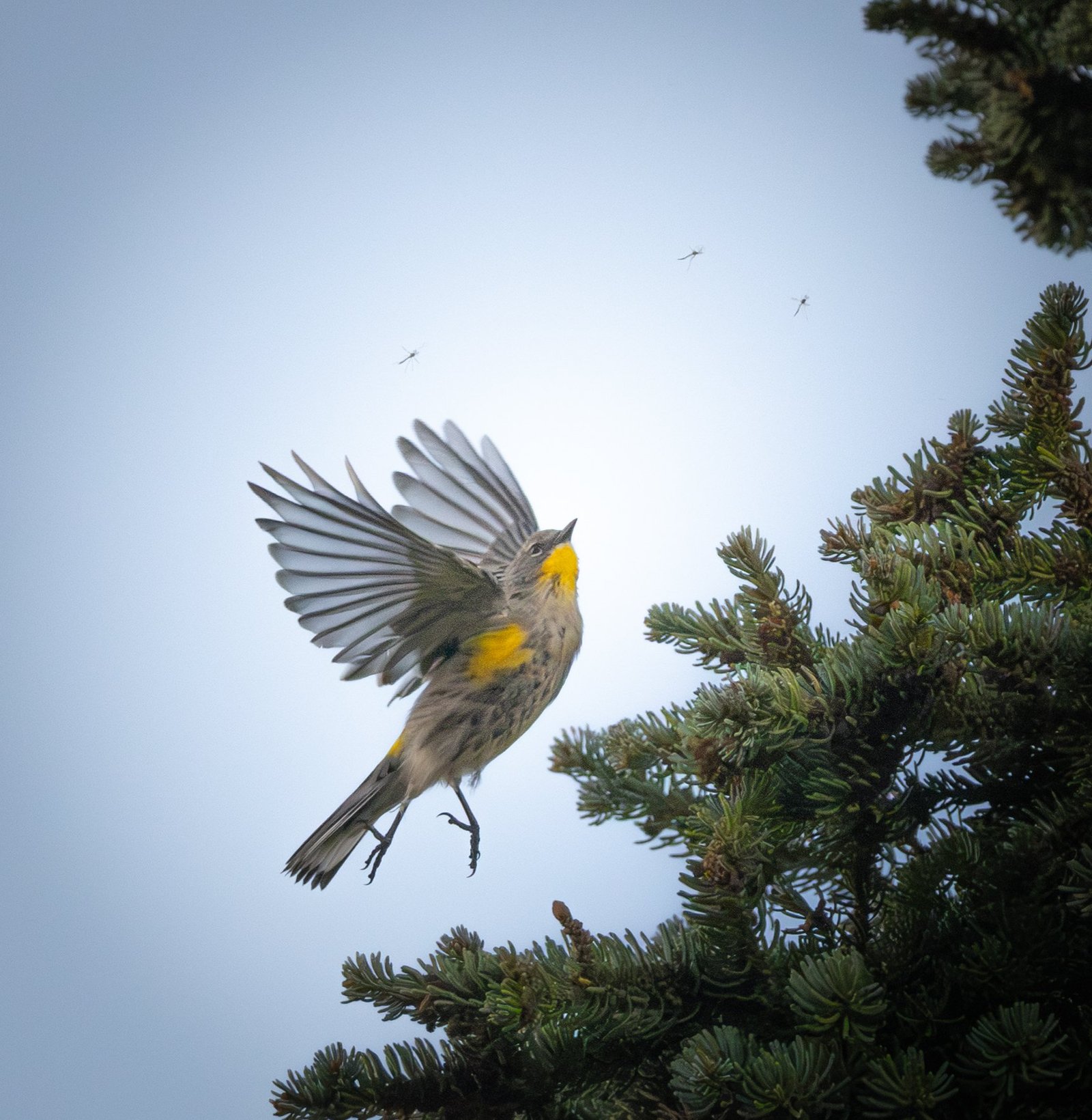 A yellow-rumped warbler flying beside a spruce tree